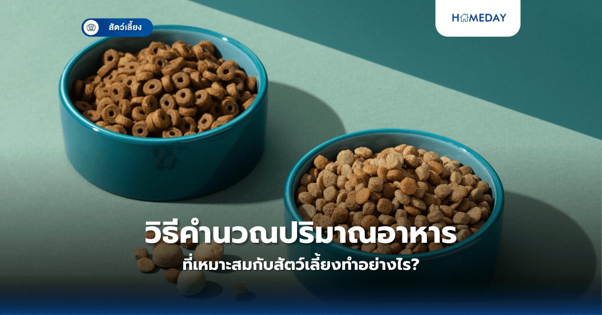 วิธีคำนวณปริมาณอาหารที่เหมาะสมกับสัตว์เลี้ยงทำอย่างไร?