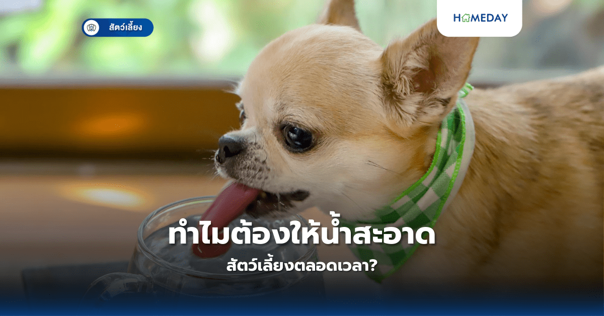 ทำไมต้องให้น้ำสะอาดสัตว์เลี้ยงตลอดเวลา?