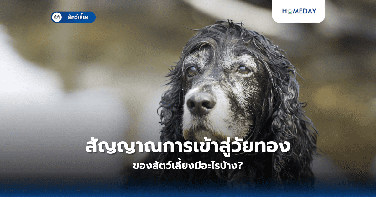 สัญญาณการเข้าสู่วัยทองของสัตว์เลี้ยงมีอะไรบ้าง?