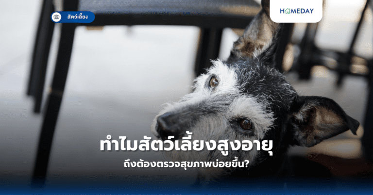 ทำไมสัตว์เลี้ยงสูงอายุถึงต้องตรวจสุขภาพบ่อยขึ้น?