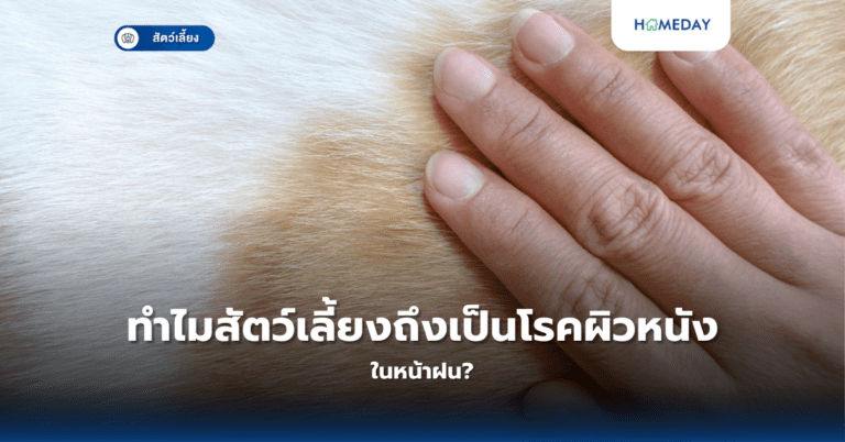 ทำไมสัตว์เลี้ยงถึงเป็นโรคผิวหนังในหน้าฝน?