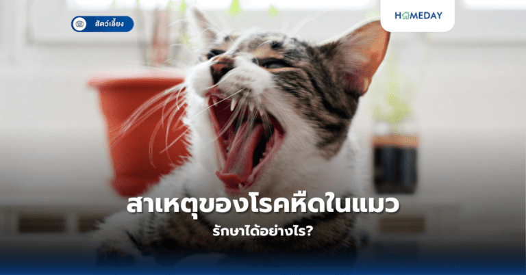 สาเหตุของโรคหืดในแมว รักษาได้อย่างไร?