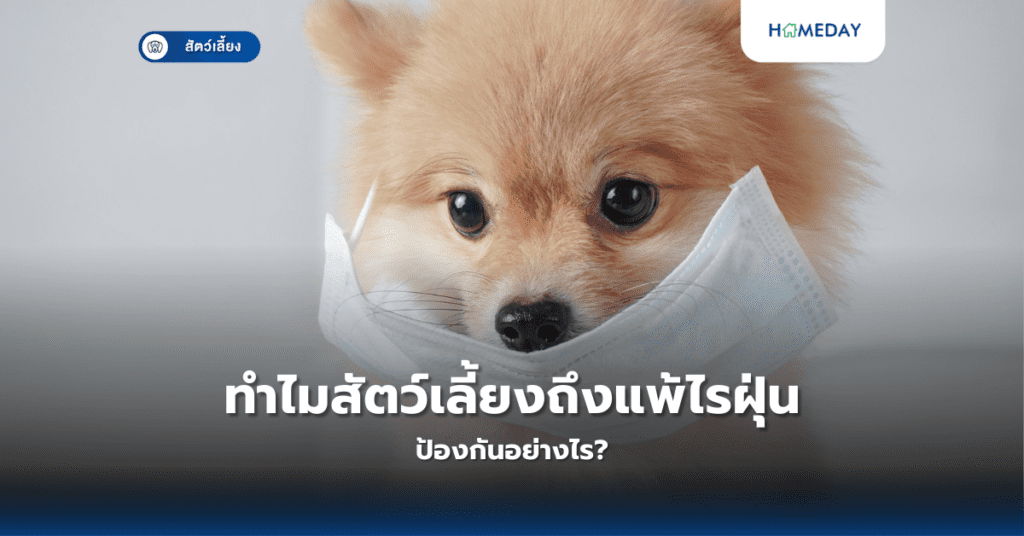ทำไมสัตว์เลี้ยงถึงแพ้ไรฝุ่น ป้องกันอย่างไร?