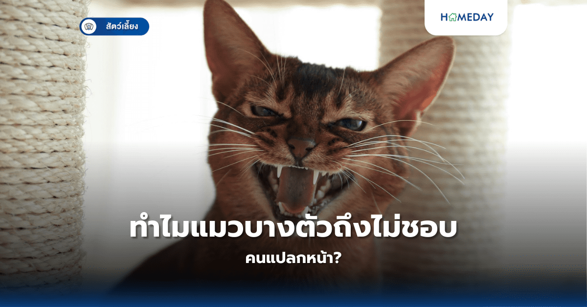 สาเหตุของโรคหืดในแมว รักษาได้อย่างไร?