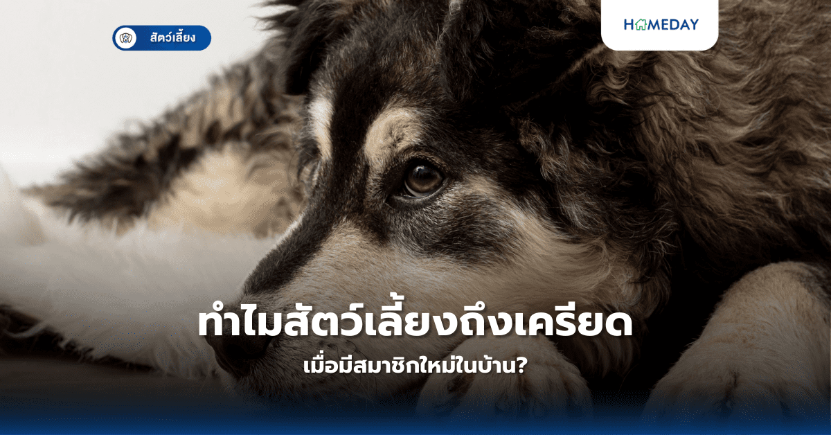 ทำไมสัตว์เลี้ยงถึงเครียดเมื่อมีสมาชิกใหม่ในบ้าน?