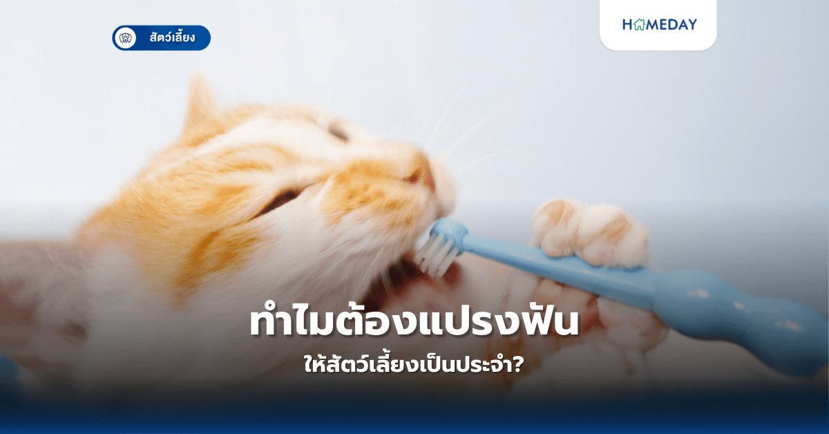 ทำไมต้องแปรงฟันให้สัตว์เลี้ยงเป็นประจำ?