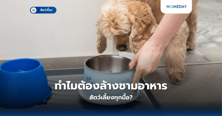 ทำไมต้องล้างชามอาหารสัตว์เลี้ยงทุกมื้อ?
