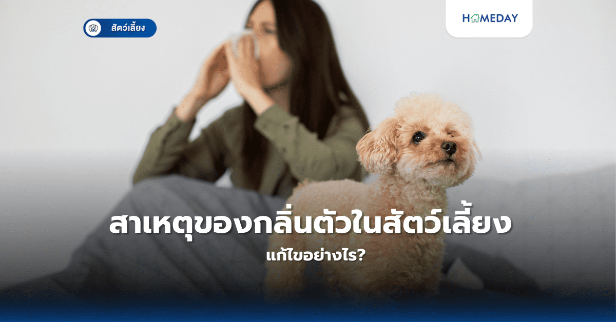 สาเหตุของกลิ่นตัวในสัตว์เลี้ยง แก้ไขอย่างไร?