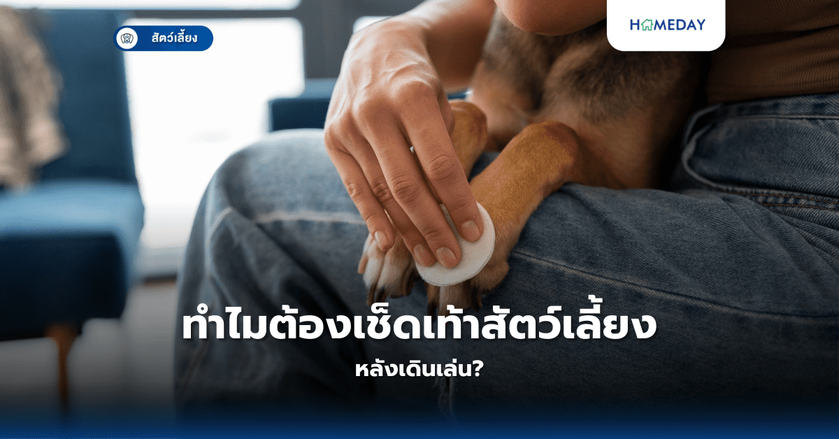 ทำไมต้องเช็ดเท้าสัตว์เลี้ยงหลังเดินเล่น?