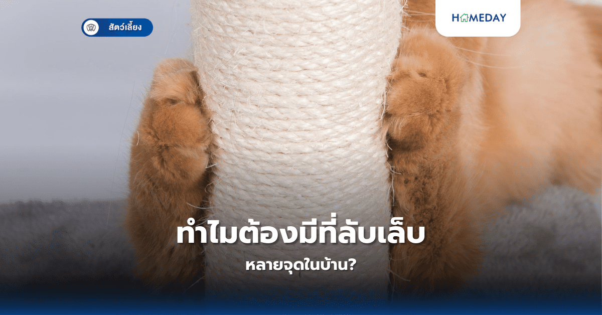 ทำไมต้องมีที่ลับเล็บหลายจุดในบ้าน?