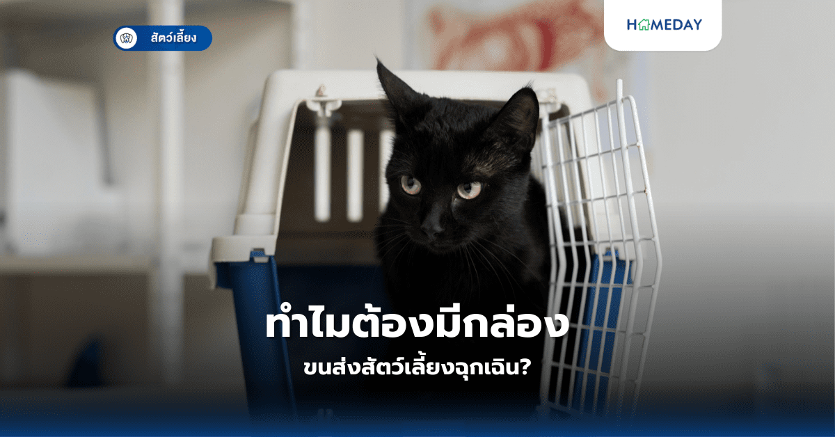 ทำไมต้องมีกล่องขนส่งสัตว์เลี้ยงฉุกเฉิน?