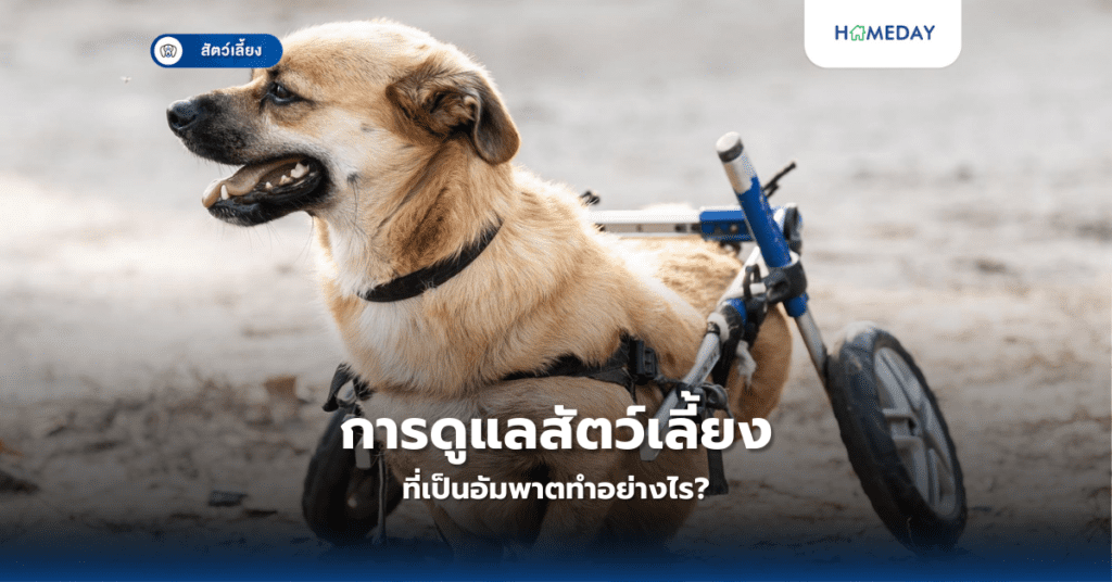 การดูแลสัตว์เลี้ยงที่เป็นอัมพาตทำอย่างไร?