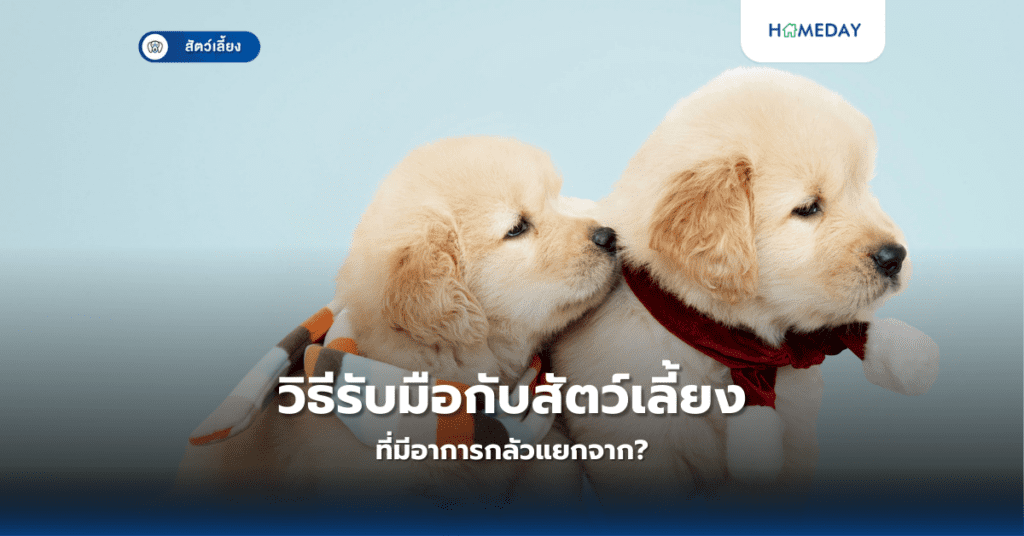 วิธีรับมือกับสัตว์เลี้ยงที่มีอาการกลัวแยกจาก?