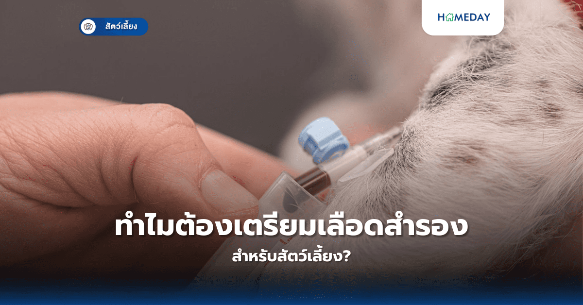 ทำไมต้องเตรียมเลือดสำรองสำหรับสัตว์เลี้ยง?