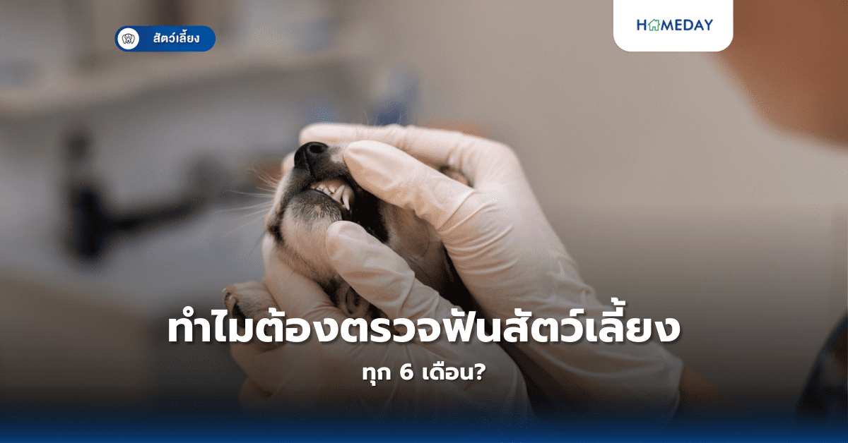 ทำไมต้องตรวจฟันสัตว์เลี้ยงทุก 6 เดือน?