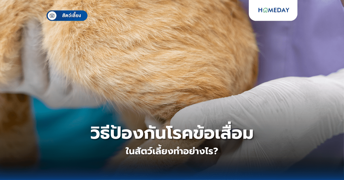 วิธีป้องกันโรคข้อเสื่อมในสัตว์เลี้ยงทำอย่างไร?