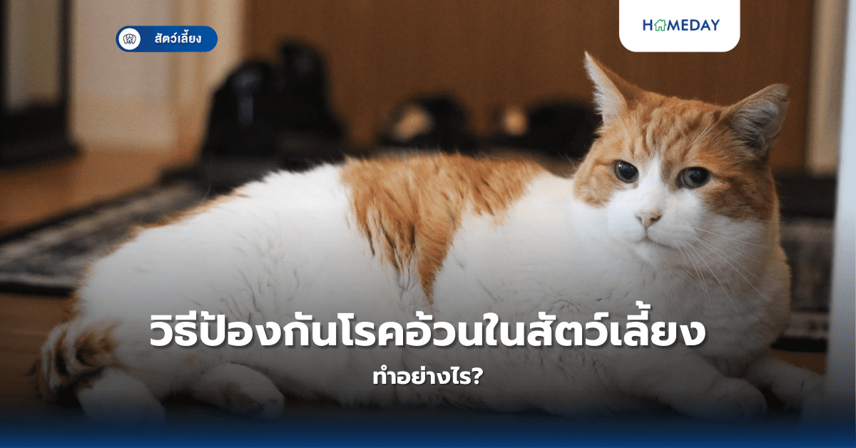 วิธีป้องกันโรคอ้วนในสัตว์เลี้ยงทำอย่างไร?