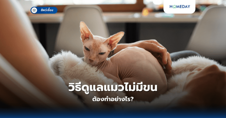 วิธีดูแลแมวไม่มีขนต้องทำอย่างไร? - HOMEDAY รวมข้อมูลโครงการบ้าน การอยู่ ...