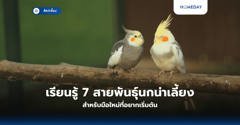 เรียนรู้ 7 สายพันธุ์นกน่าเลี้ยงสำหรับมือใหม่ที่อยากเริ่มต้น