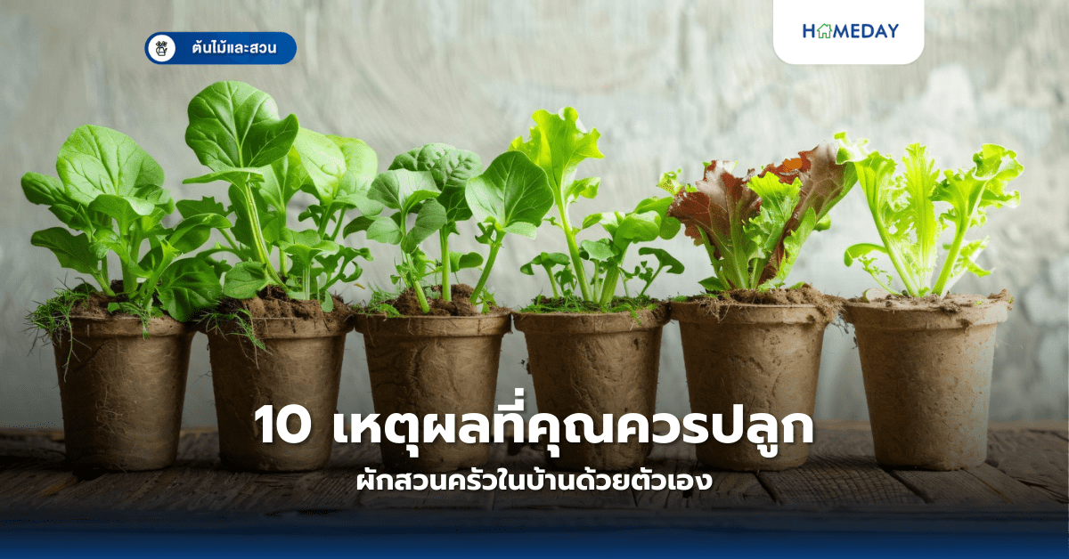 10 เหตุผลที่คุณควรปลูกผักสวนครัวในบ้านด้วยตัวเอง