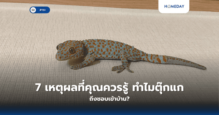 7 เหตุผลที่คุณควรรู้ ทำไมตุ๊กแกถึงชอบเข้าบ้าน?