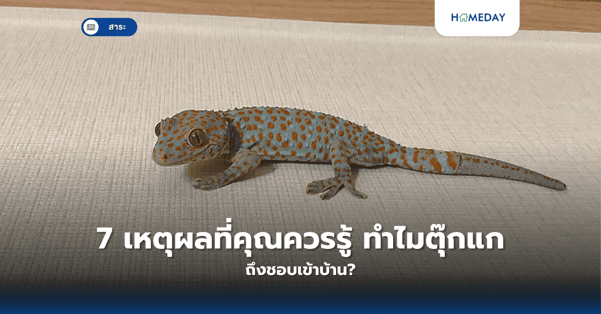 7 เหตุผลที่คุณควรรู้ ทำไมตุ๊กแกถึงชอบเข้าบ้าน?