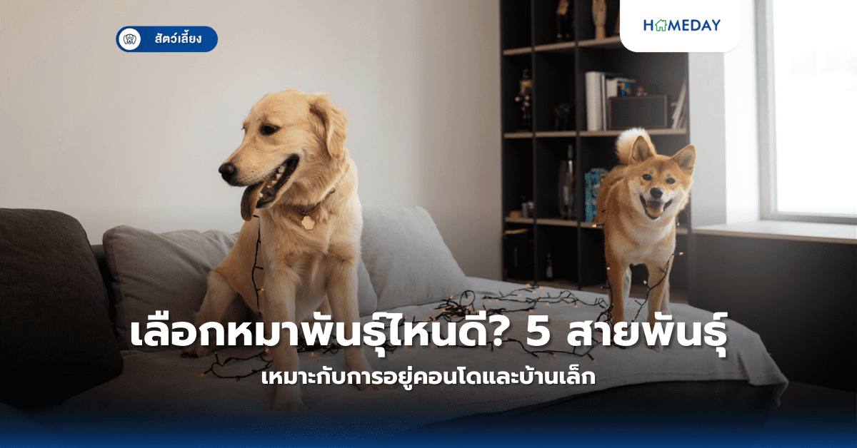 เลือกหมาพันธุ์ไหนดี? 5 สายพันธุ์เหมาะกับการอยู่คอนโดและบ้านเล็ก