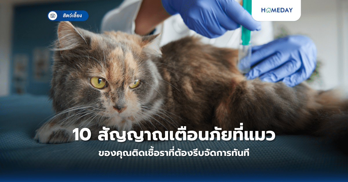 10 สัญญาณเตือนภัยที่แมวของคุณติดเชื้อราที่ต้องรีบจัดการทันที