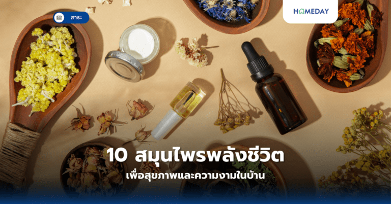 10 สมุนไพรพลังชีวิต เพื่อสุขภาพและความงามในบ้าน