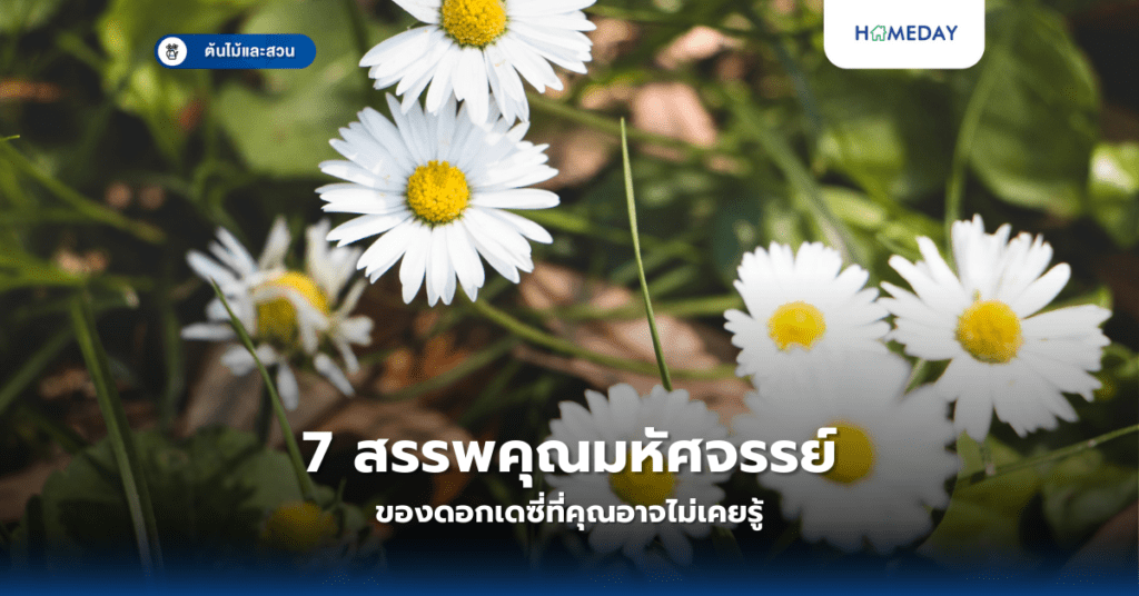 7 สรรพคุณมหัศจรรย์ของดอกเดซี่ที่คุณอาจไม่เคยรู้