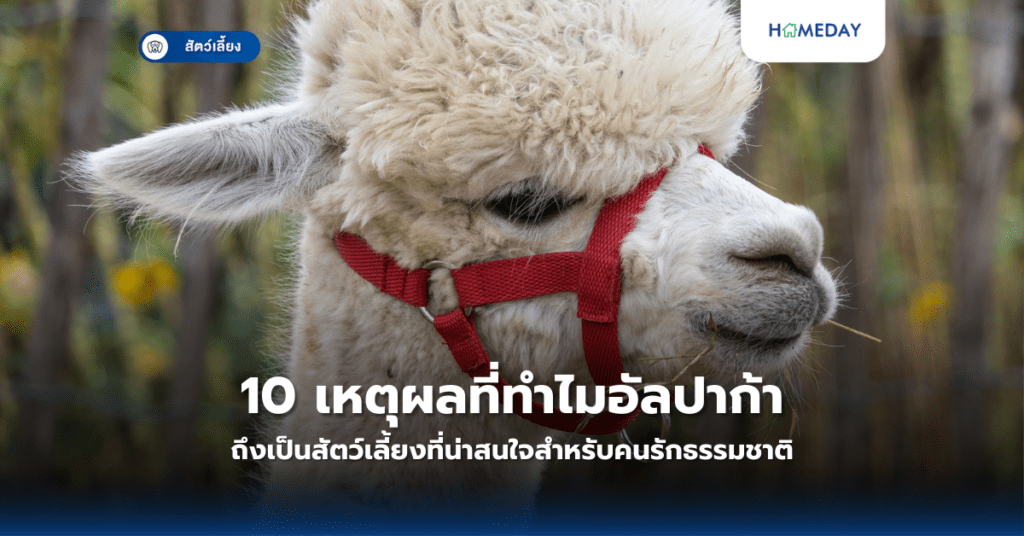 10 เหตุผลที่ทำไมอัลปาก้าถึงเป็นสัตว์เลี้ยงที่น่าสนใจสำหรับคนรักธรรมชาติ