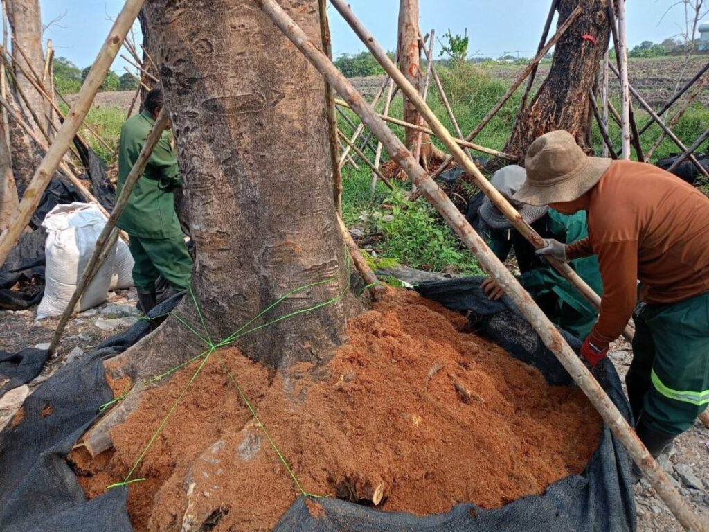 กทม. แจงย้ายต้นไม้ถนนมิตรไมตรี-ประชาร่วมใจ รองรับขยายถนน-เพิ่มช่องจราจร ยืนยันปลูกคืนหลังแล้วเสร็จ