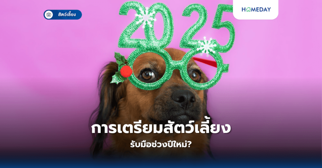 การเตรียมสัตว์เลี้ยงรับมือช่วงปีใหม่?