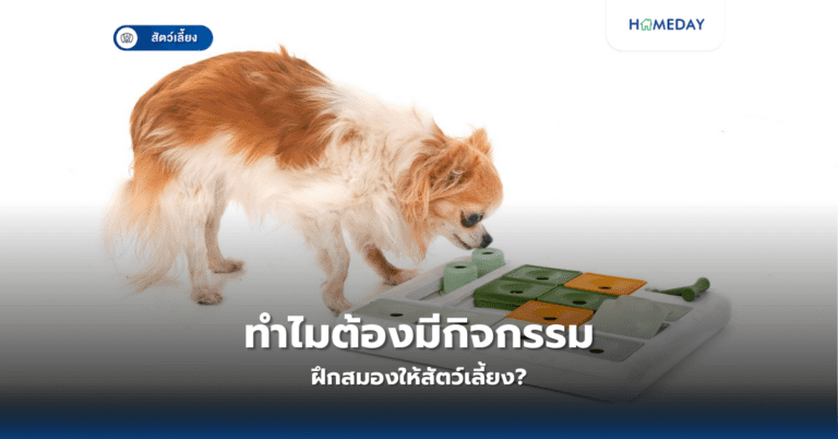 ทำไมต้องมีกิจกรรมฝึกสมองให้สัตว์เลี้ยง?