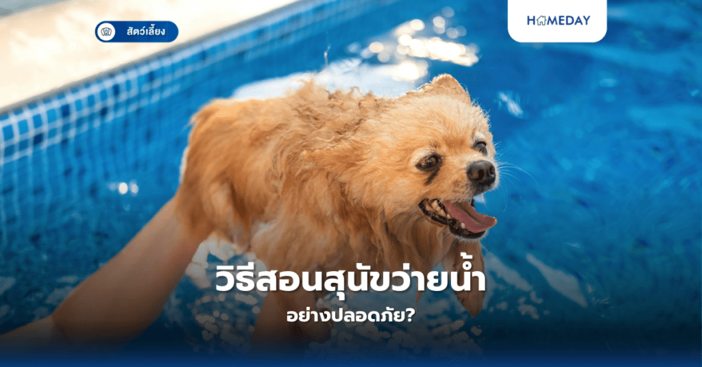 วิธีสอนสุนัขว่ายน้ำอย่างปลอดภัย?