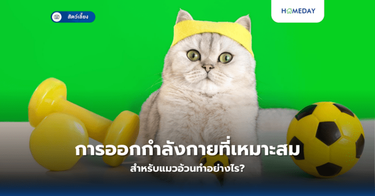 การออกกำลังกายที่เหมาะสมสำหรับแมวอ้วนทำอย่างไร?
