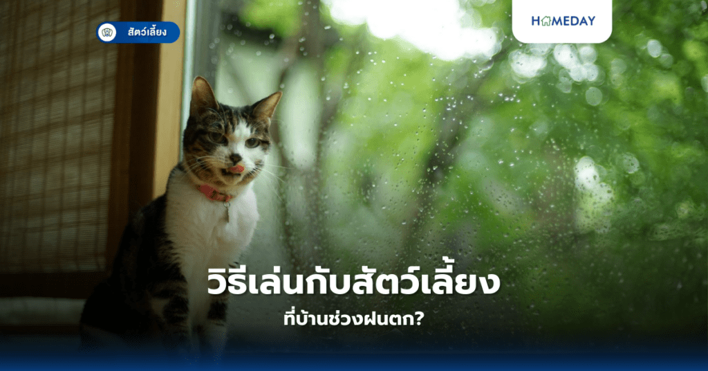 วิธีเล่นกับสัตว์เลี้ยงที่บ้านช่วงฝนตก?