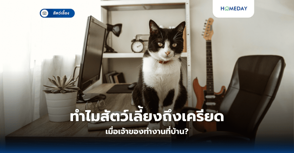 ทำไมสัตว์เลี้ยงถึงเครียดเมื่อเจ้าของทำงานที่บ้าน?