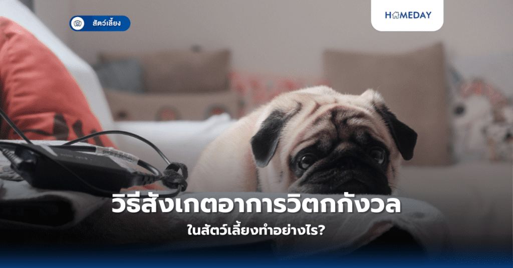 วิธีสังเกตอาการวิตกกังวลในสัตว์เลี้ยงทำอย่างไร?