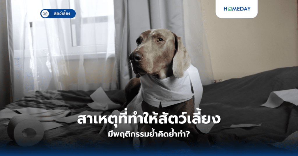 สาเหตุที่ทำให้สัตว์เลี้ยงมีพฤติกรรมย้ำคิดย้ำทำ?