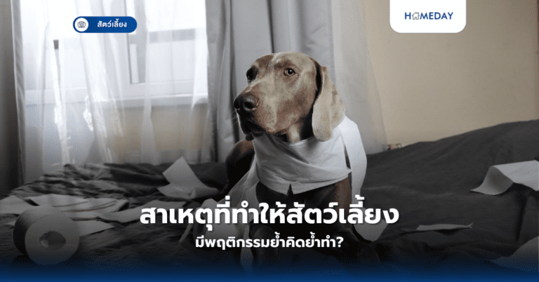 สาเหตุที่ทำให้สัตว์เลี้ยงมีพฤติกรรมย้ำคิดย้ำทำ?