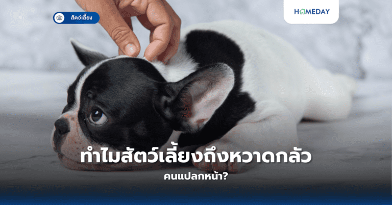 ทำไมสัตว์เลี้ยงถึงหวาดกลัวคนแปลกหน้า?