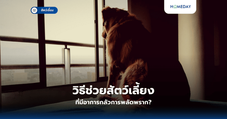 วิธีช่วยสัตว์เลี้ยงที่มีอาการกลัวการพลัดพราก?