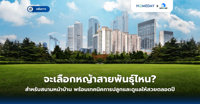 จะเลือกหญ้าสายพันธุ์ไหนสำหรับสนามหน้าบ้าน? พร้อมเทคนิคการปลูกและดูแลให้สวยตลอดปี