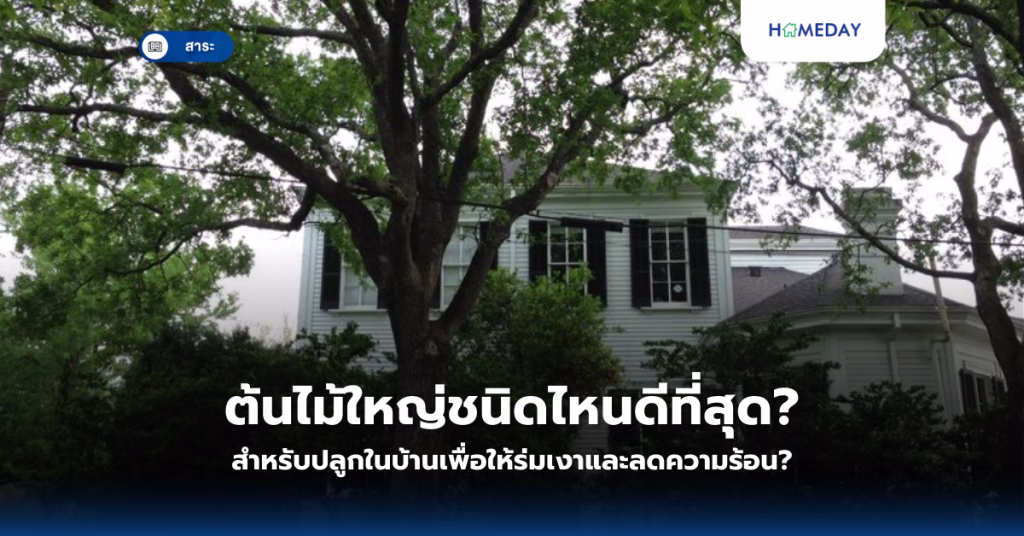 ต้นไม้ใหญ่ชนิดไหนดีที่สุดสำหรับปลูกในบ้านเพื่อให้ร่มเงาและลดความร้อน?