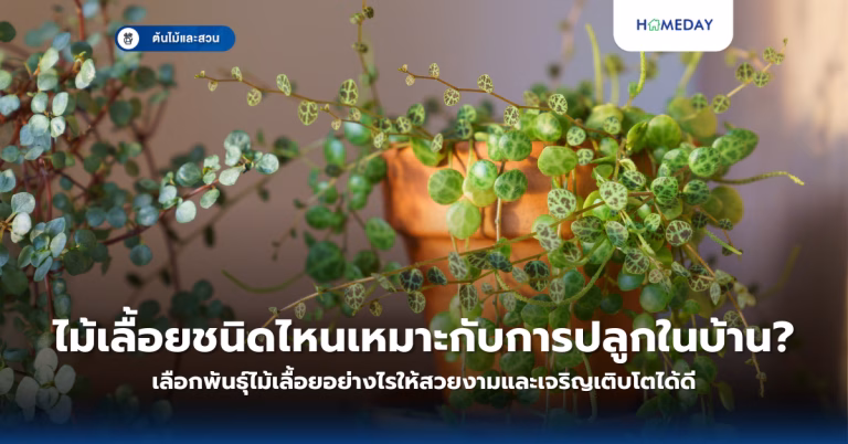 ไม้เลื้อยชนิดไหนเหมาะกับการปลูกในบ้าน? เลือกพันธุ์ไม้เลื้อยอย่างไรให้สวยงามและเจริญเติบโตได้ดี