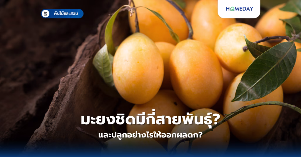 ดอกไม้อะไรทนร้อนได้ดี? 10 สายพันธุ์ดอกไม้ที่ปลูกได้แม้แดดจัดในเมืองไทย (copy)