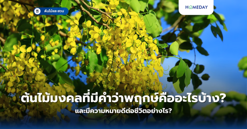 ไม้เลื้อยชนิดไหนเหมาะกับการปลูกในบ้าน? เลือกพันธุ์ไม้เลื้อยอย่างไรให้สวยงามและเจริญเติบโตได้ดี (copy)