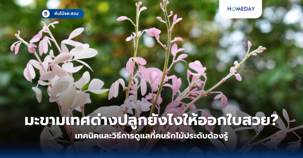 กระดิ่งนางฟ้าปลูกอย่างไรให้เจริญเติบโตสวยงาม? ประโยชน์และความมงคลของต้นไม้หายากชนิดนี้คืออะไร? (copy)