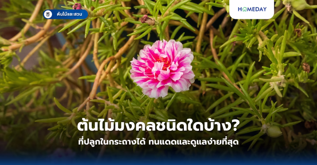 ปลูกผักสวนครัวริมรั้วแบบไหนที่ปลูกง่าย ดูแลสะดวก เก็บกินได้นานตลอดปี? (copy)